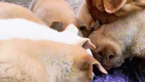 Hungry Pup Frenzy: Dogs Race for Food Like It’s the Last Meal! | FurryFablesHub