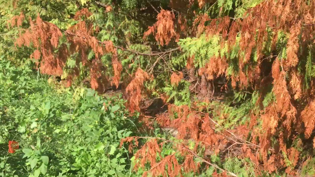 Making a Friend on a Walk