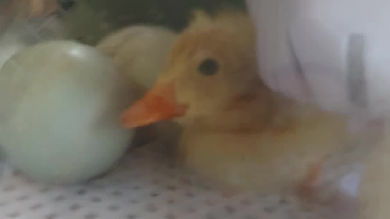 Hatched!