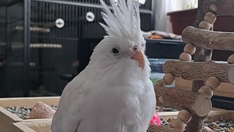Relaxed Coco