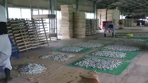 How Japanese Farming Million of SilkWorm for silk
