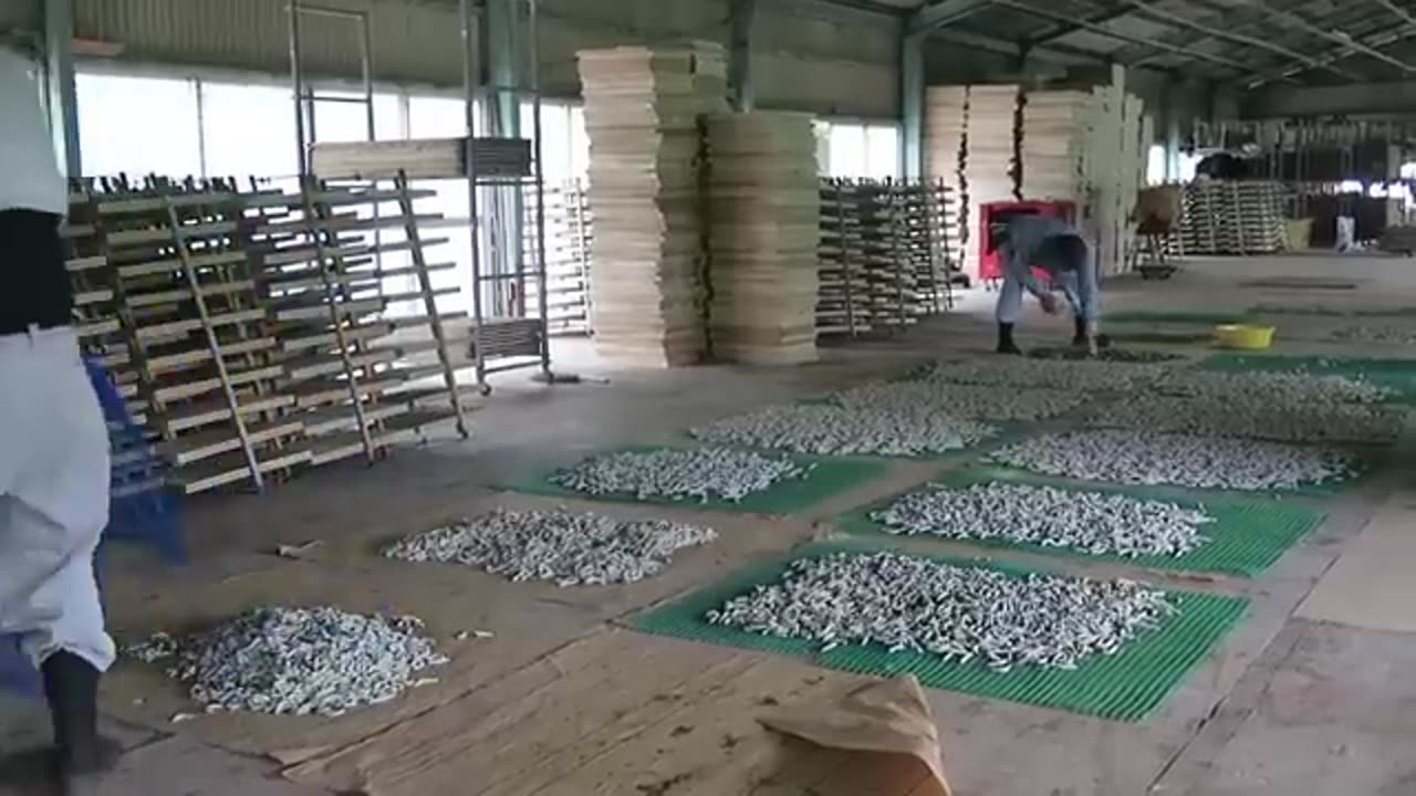 How Japanese Farming Million of SilkWorm for silk