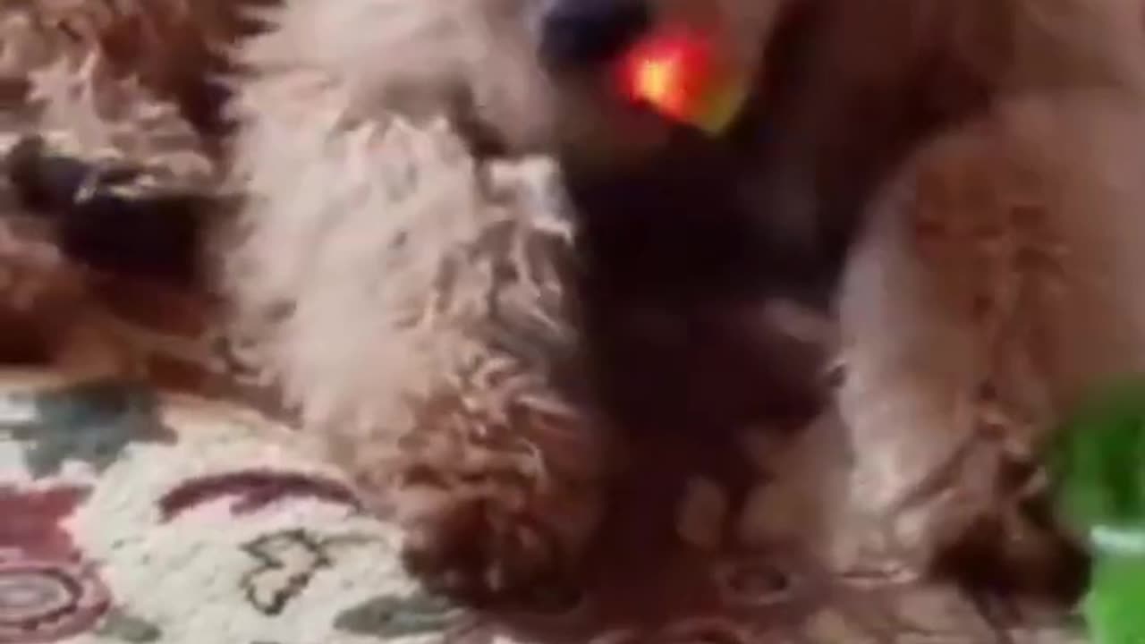 Funniest animals in tik tok 🐕 🐈 😻 🐈‍⬛️ 😺