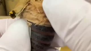 Breaking a moth out of its cocoon