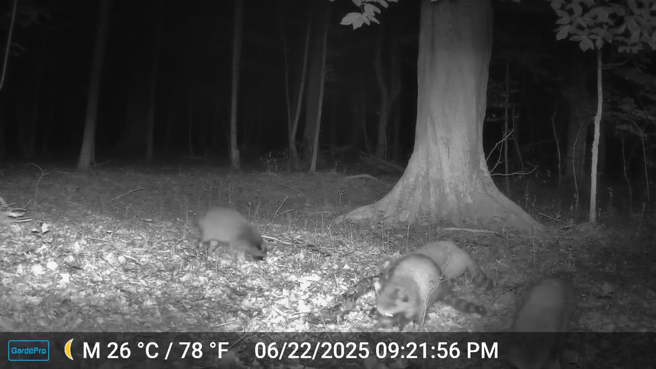 4 raccoons