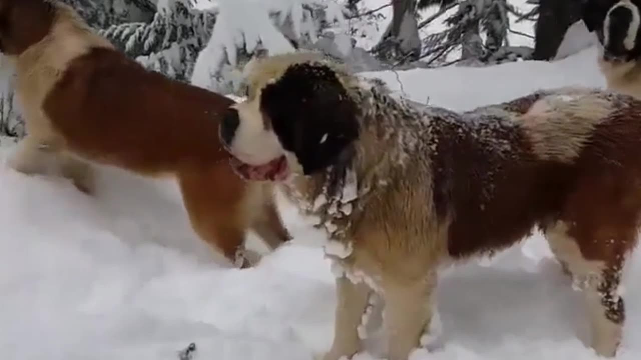 Animais engraçados