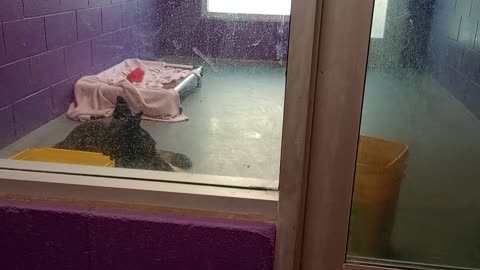 Wade Wilson 6y Pet Id 944075 kennel big room 2 HSSAZ shelter_20250517_140949685