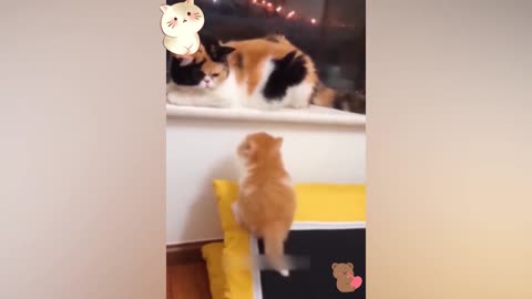 Funny Animal seri 9
