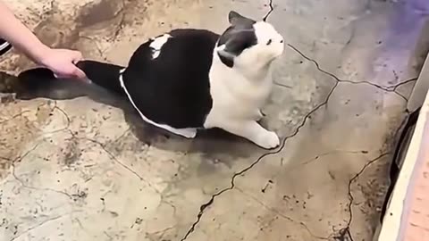 If you are watching this video, know that God has made you the guardian angel of a hungry cat💝