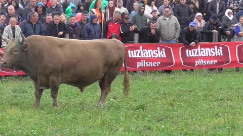 Lugo od Hasanovića vs Džebra od Plavog Banovići 2025