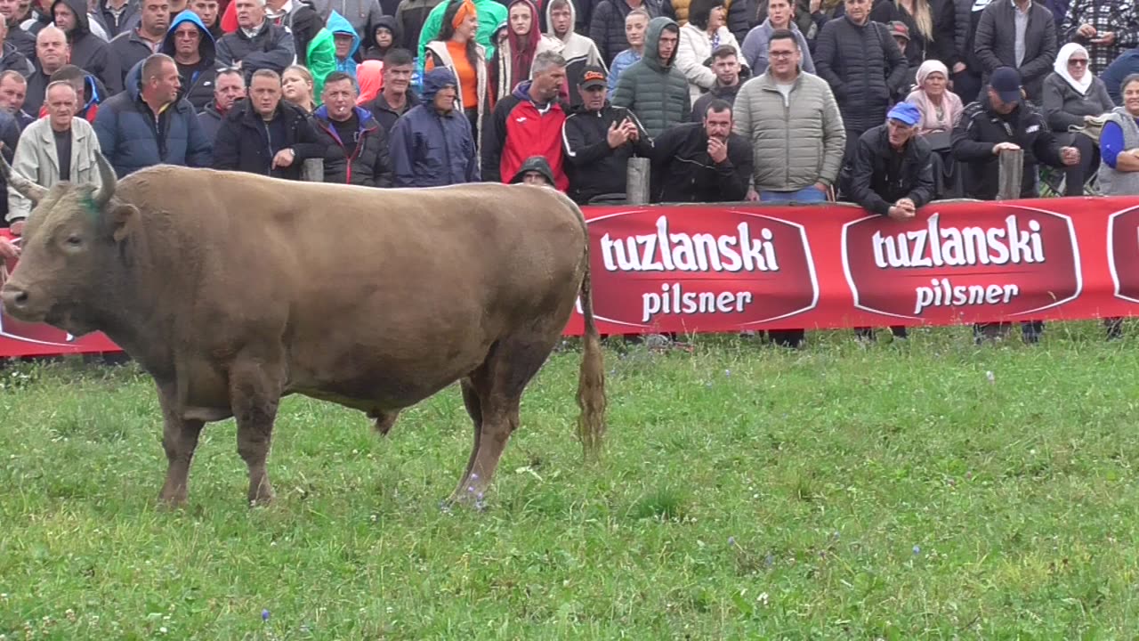 Lugo od Hasanovića vs Džebra od Plavog Banovići 2025