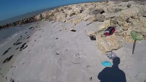 cambio foce o uscita di uno dei canali che sbocca in mare e1beri vivi o shrimp_part7