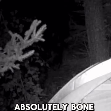 Bone Chilling Creature At Night