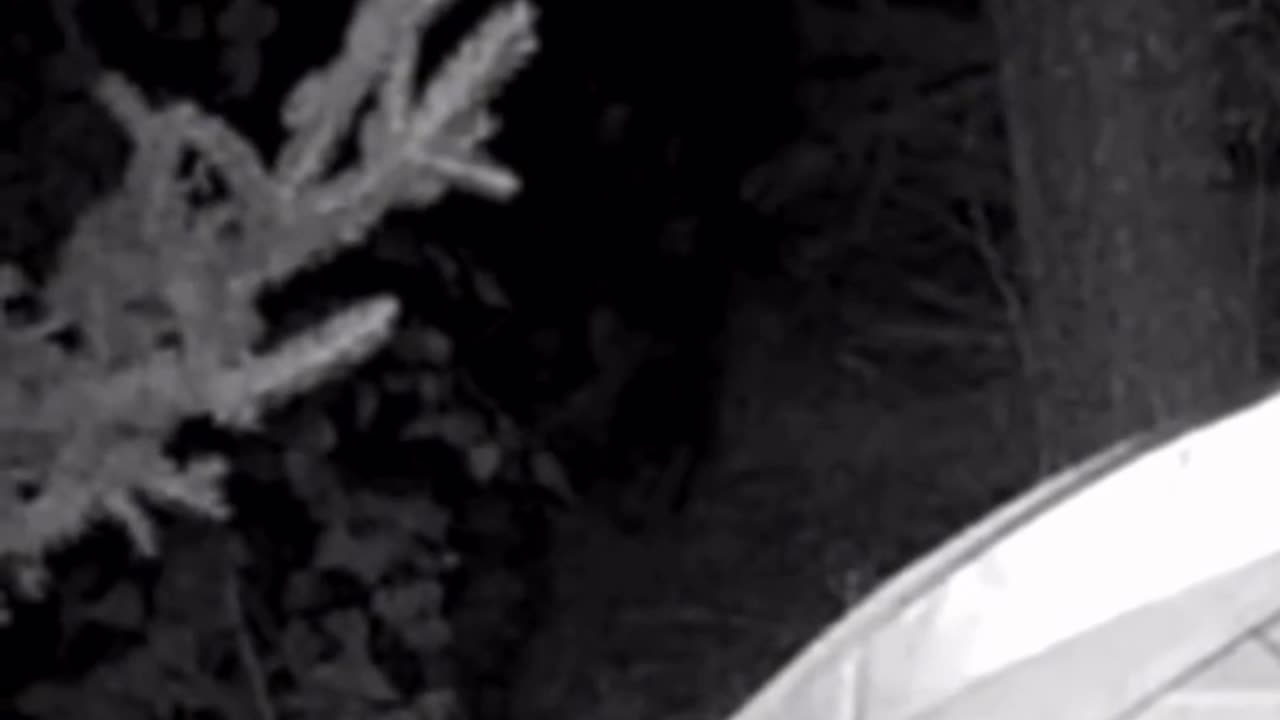 Bone Chilling Creature At Night