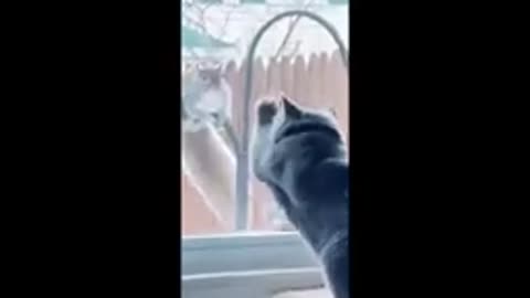Funny animal