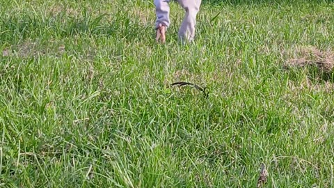 Peter the Rooster Runs in His Pants