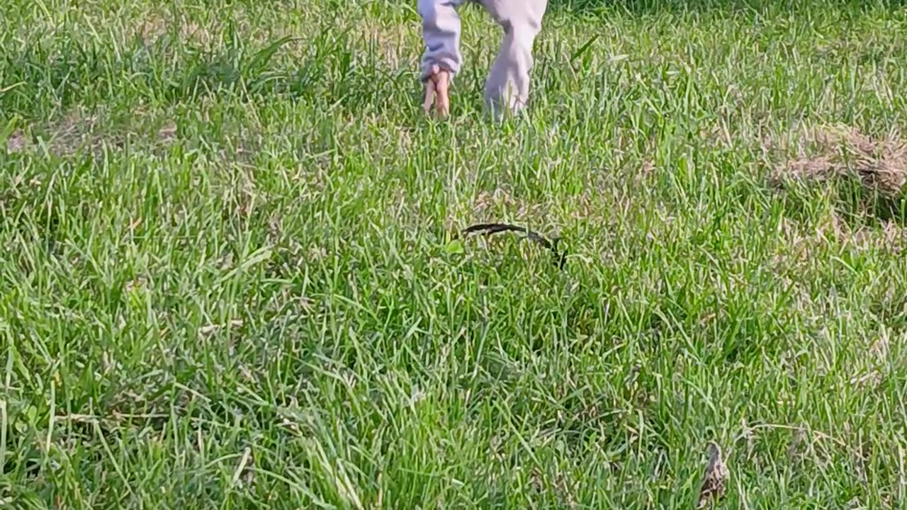 Peter the Rooster Runs in His Pants