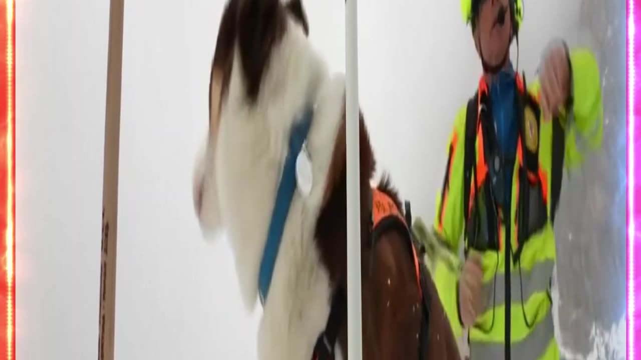 Behind the scenes of training Alpine rescue dogs