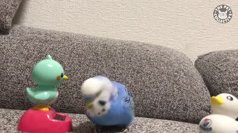 Flirty Birds | Funny Bird Video Compilation