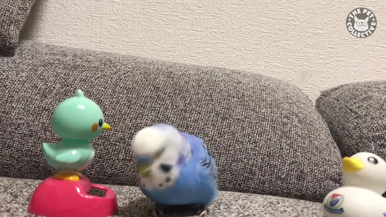 Flirty Birds | Funny Bird Video Compilation