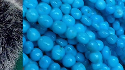 20251017-05 Natural Sterling Turquoise Earrings Tiny Daily