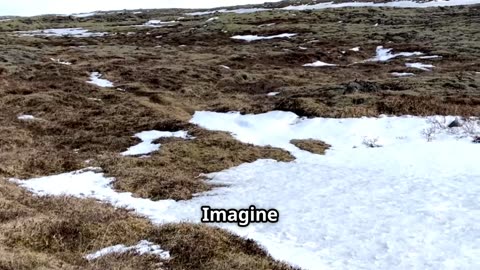 The Arctic Fox's Comeback: A Tale of Survival