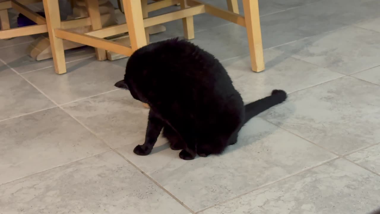 Cute Precious Piper Makes Sure She is Nice and Clean - My Adopted Shelter Cat Vlog