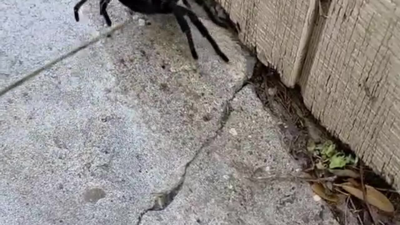 playing with a Tarantula