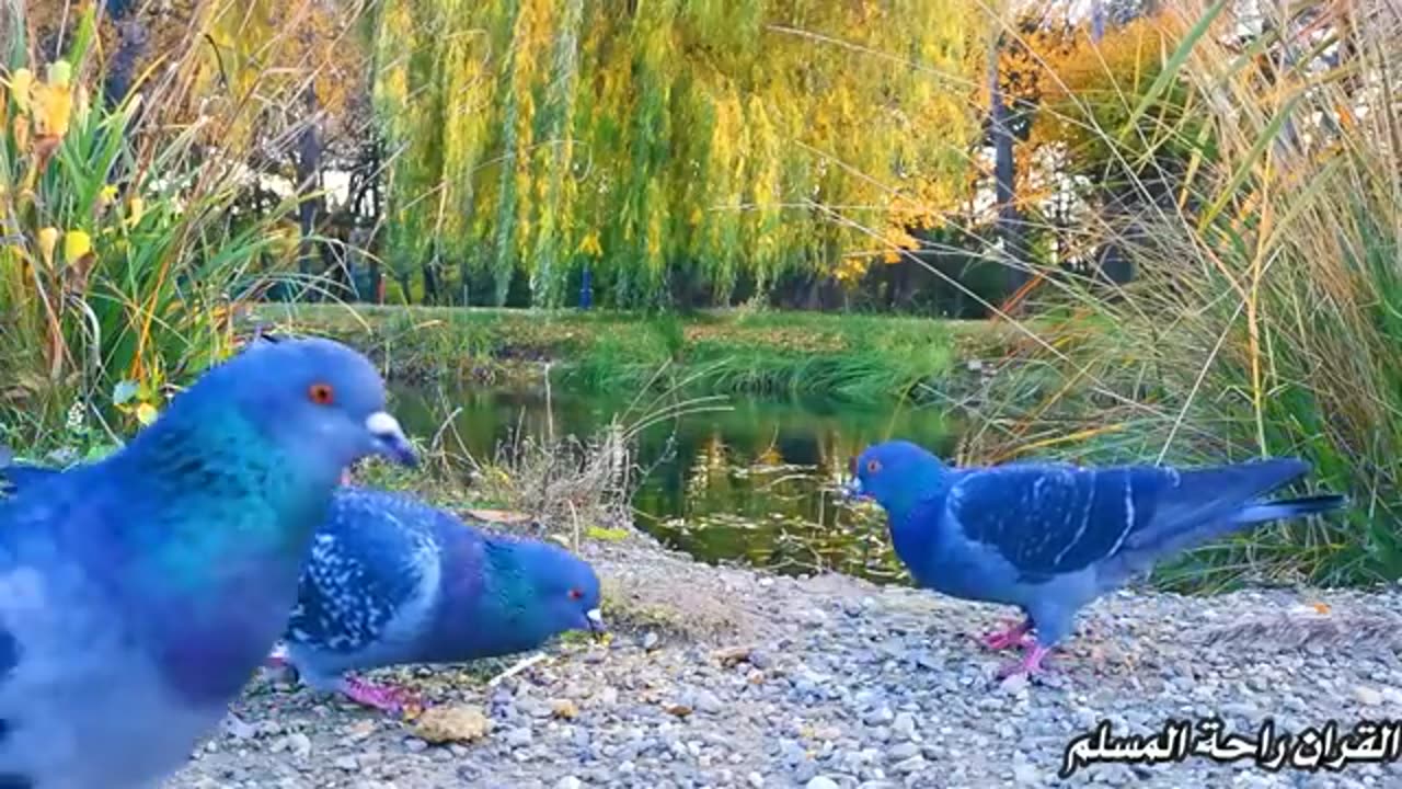 سورة البقرة كاملة للشيخ مشاري بن راشد العفاسي 💚مع تصويري 4k للطبيعة Al Baqarah