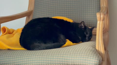 Cute Precious Piper Uses a Coat - My Adopted Shelter Cat Vlog