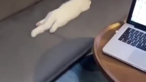 Tiny Paws, Big Jumps