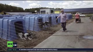 RT DE Live-TV