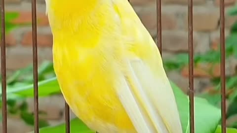 bird sound