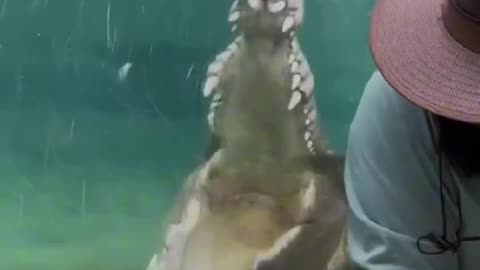 Before and After Shocking Animal Metamorphosis!