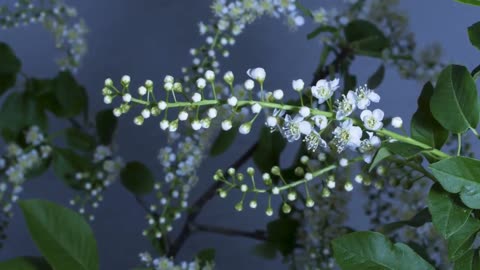 Mesmerizing Flower Blooming Time-Lapse