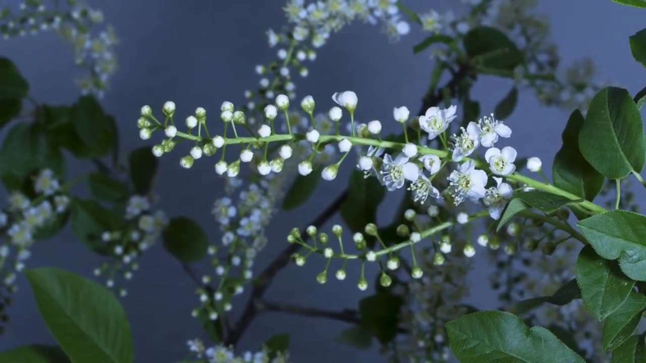 Mesmerizing Flower Blooming Time-Lapse