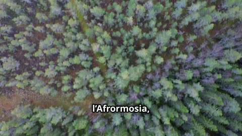 Scopri le Meraviglie del Legno di Afrormosia