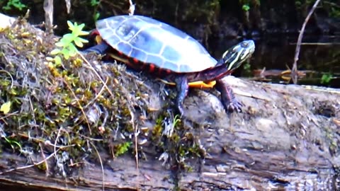 Painted Turtle