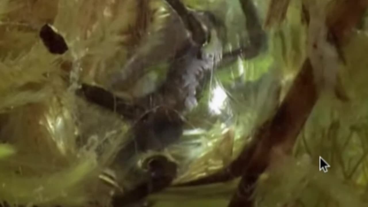 Diving Bell Spider Prefers Fish Fillet Over Bug Juice