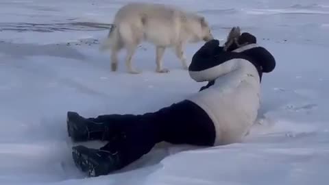 Arctic wolves checking out wildlife photographer.