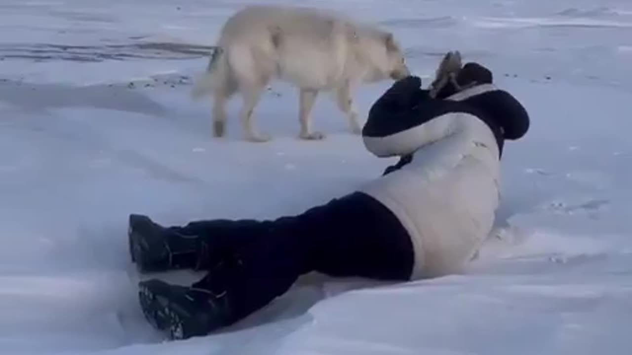 Arctic wolves checking out wildlife photographer.
