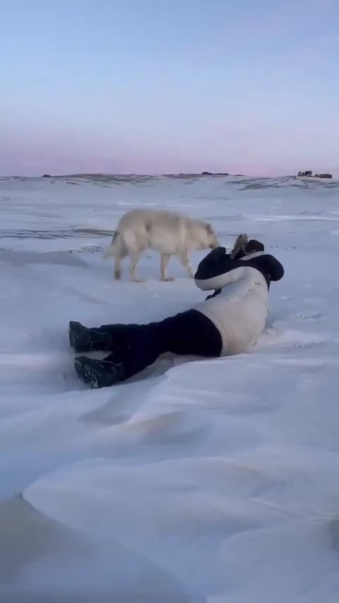 Arctic wolves checking out wildlife photographer.