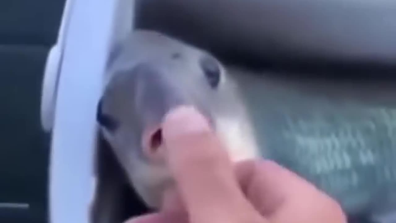 Fish catch and release