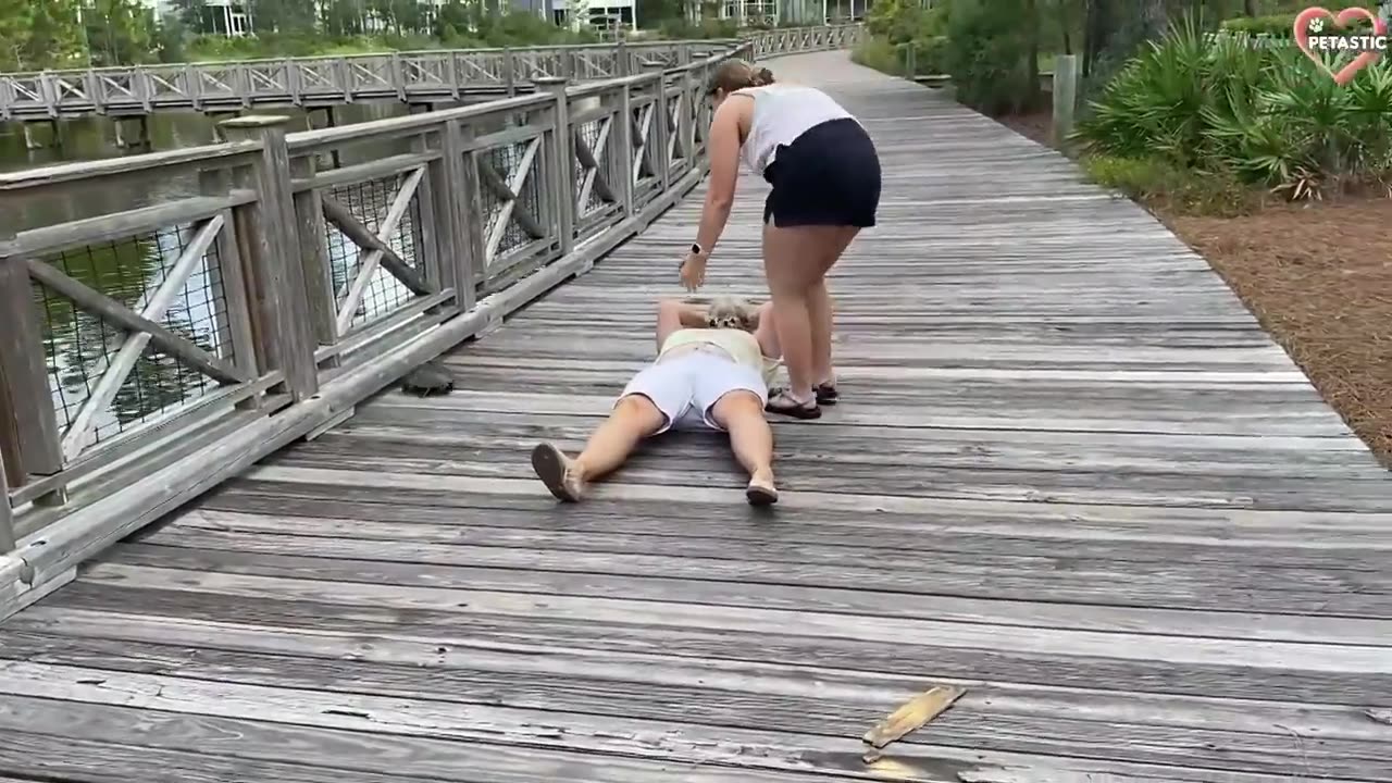 Unexpected ANIMALS Attack on Humans - Funny Animals Moments
