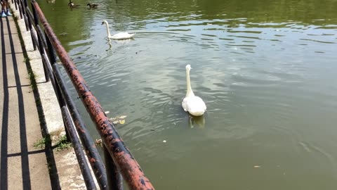 Two swans.