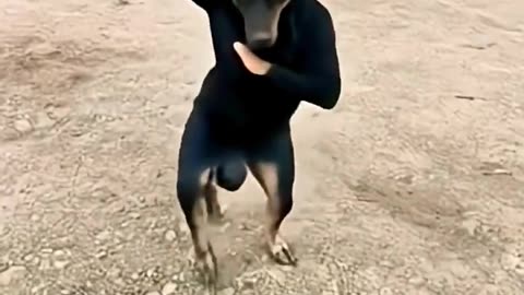 Cute dogs with artificial intelligence#8