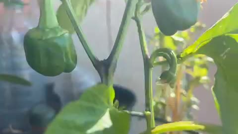 Pepper plants
