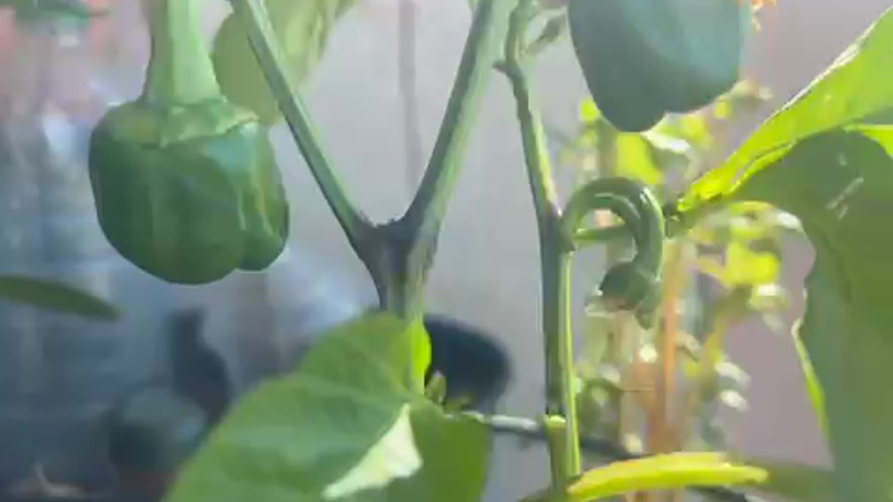 Pepper plants