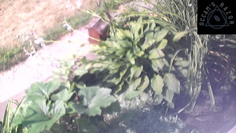 Butch the Sunflower