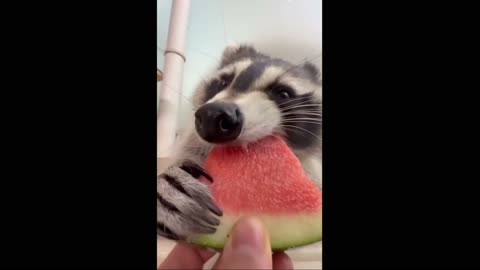 raccoon eats watermelon